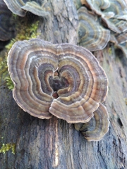 Fungi