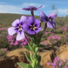Jamesbrittenia fruticosa
