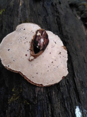 Fungi