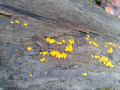 Fungi