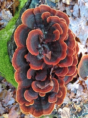 Fungi