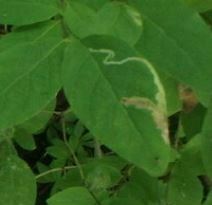 Aulagromyza cornigera