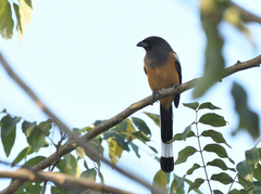 Dendrocitta vagabunda