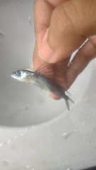 Exocoetidae
