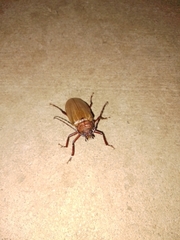 Agrianome spinicollis