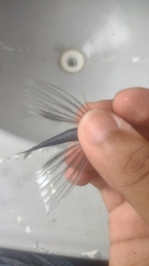 Exocoetidae