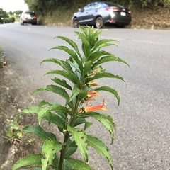 Lobelia laxiflora image