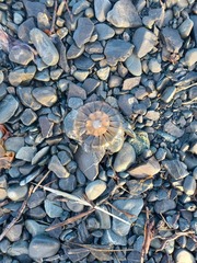 Chrysaora melanaster