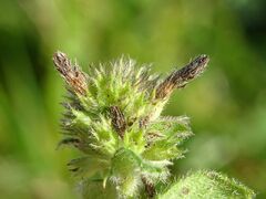 Thiotricha subocellea