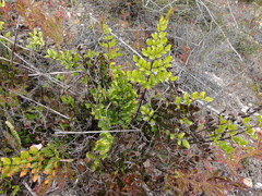 Pellaea pteroides
