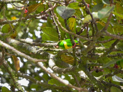 Chlorophonia callophrys