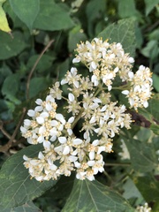 Montanoa