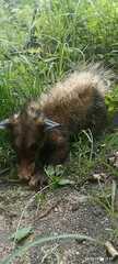 Didelphis aurita