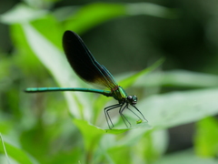 Calopteryx splendens