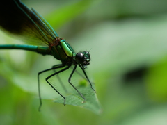 Calopteryx splendens