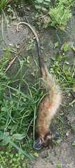 Didelphis aurita