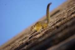 Paraxerus cepapi