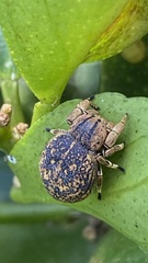 Beata aenea