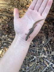 Xantusia vigilis