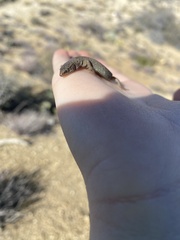 Xantusia vigilis