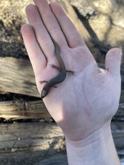 Xantusia vigilis