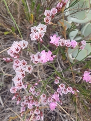 Limonium peregrinum