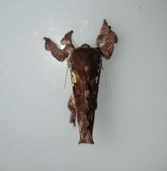 Euclea mesoamericana