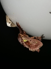 Euclea mesoamericana