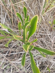 Limonium peregrinum