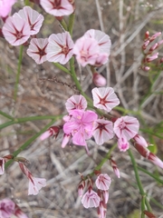 Limonium peregrinum