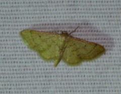 Idaea productata