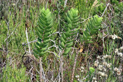 Gomphocarpus cancellatus