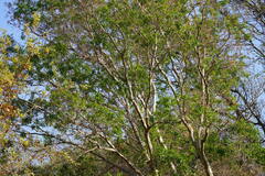 Heteropyxis natalensis