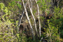 Heteropyxis natalensis