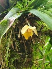 Benzingia cornuta