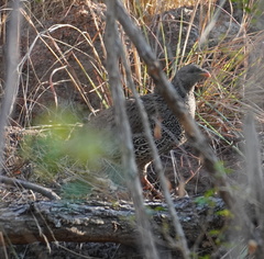 Pternistis natalensis