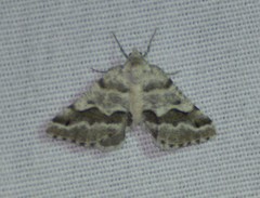 Macaria pallipennata
