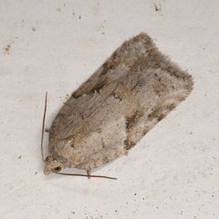 Acleris