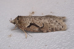 Semioscopis