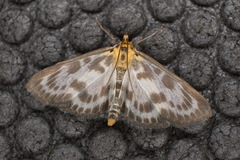 Anania hortulata