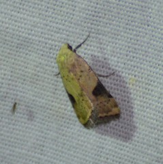 Micrathetis costiplaga