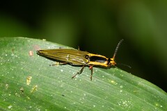Semiotus