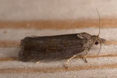Endothenia