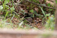 Clethrionomys glareolus