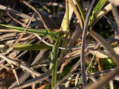 Carex arenaria