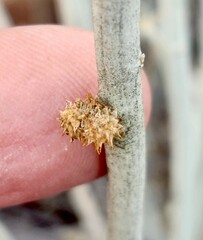 Rhopalomyia utahensis