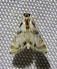 Argyractis drumalis