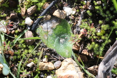 Holothrix villosa