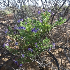 Jamesbrittenia fruticosa
