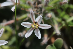 Trachyandra hispida